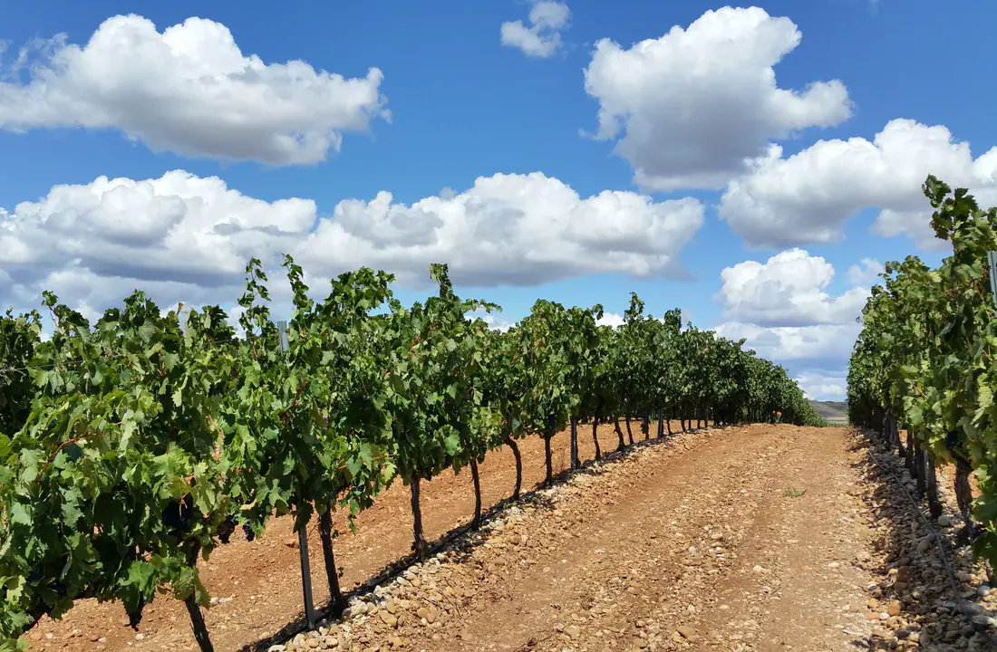 Viñedos de La Rioja cerca de Logroño durante septiembre