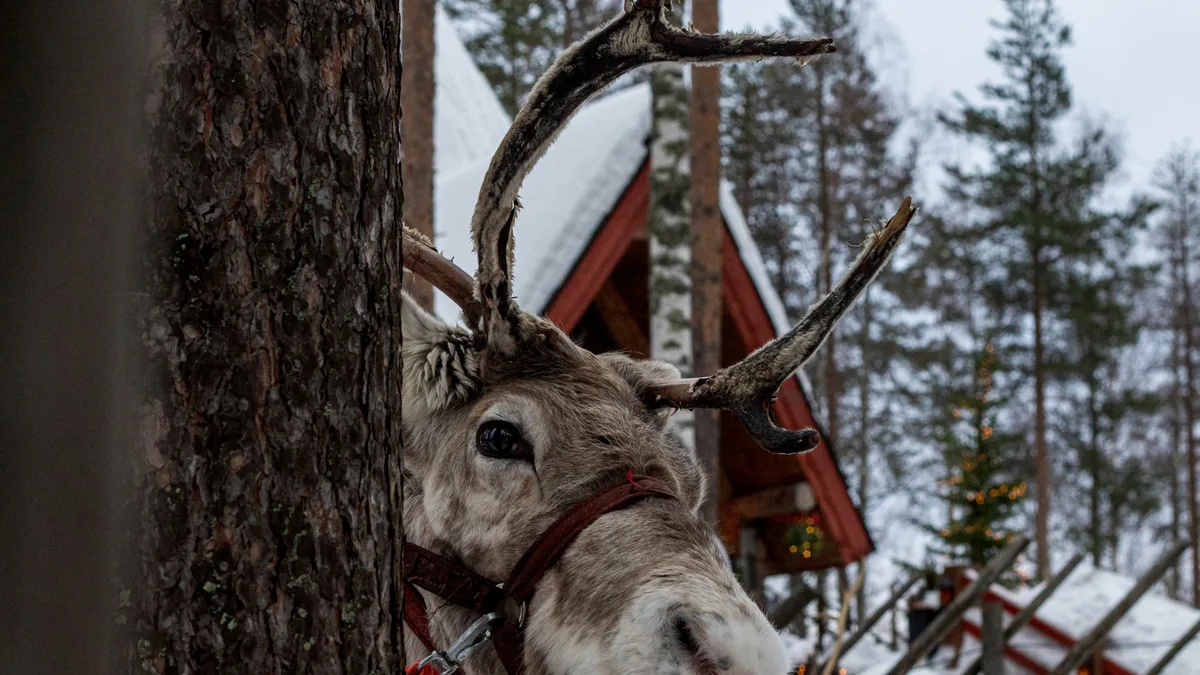 Reno entre árboles nevados en Rovaniemi